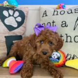 Macey Cavapoo 03