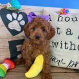 Macey Cavapoo 04