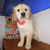 Maisy Golden Retriever 01