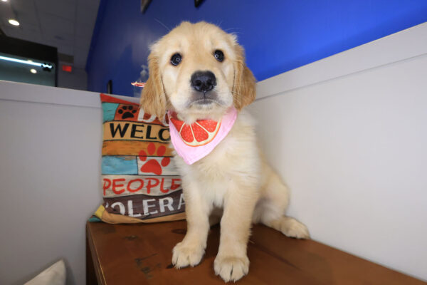 Maisy Golden Retriever 01