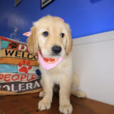 Maisy Golden Retriever 03