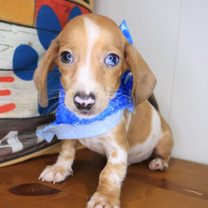 Maximus Dachshund 01