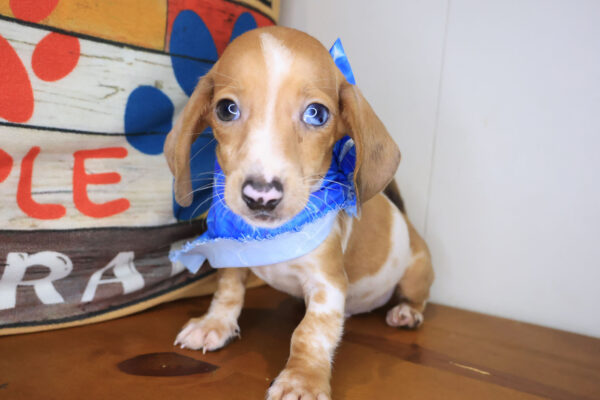 Maximus Dachshund 01