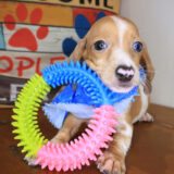 Maximus Dachshund 02