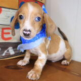 Maximus Dachshund 04