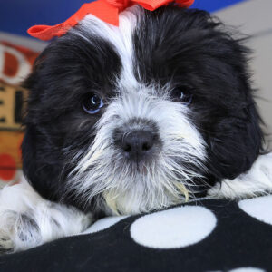 Megara Shih Tzu 01