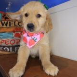 Mina Golden Retriever 01