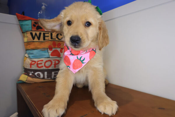 Mina Golden Retriever 01
