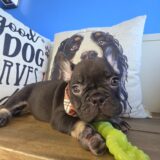 Mitchell French Bulldog 01