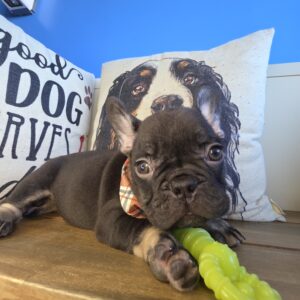 Mitchell French Bulldog 01