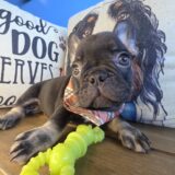 Mitchell French Bulldog 02