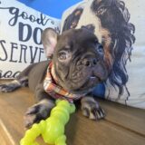 Mitchell French Bulldog 04