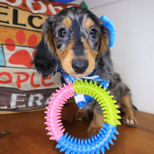 Moana Dachshund 01