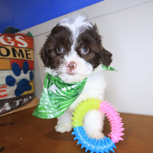 Moby Shihpoo 01