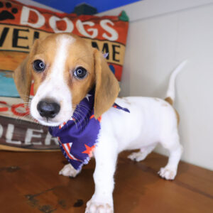 Nemo Dachshund 01