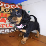 Oakley Dachshund 01