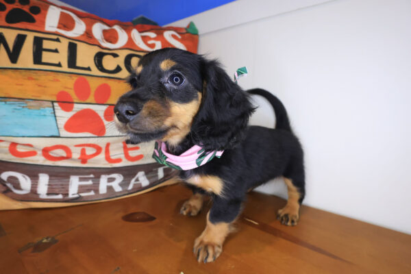 Oakley Dachshund 01