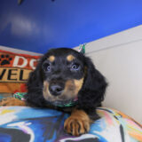 Oakley Dachshund 02