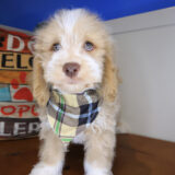 Oli Cockapoo 01