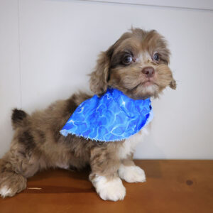 Ollie Shihpoo 01