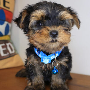 Oz Yorkshire Terrier 01