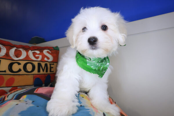 Paws Maltipoo 01