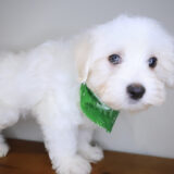 Paws Maltipoo 04