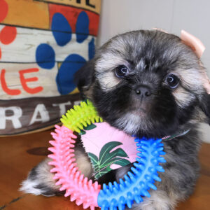 Peony Shih Tzu 01