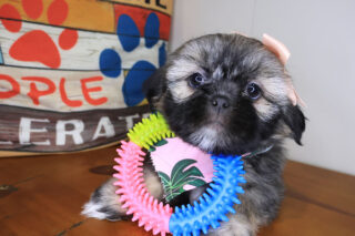Peony Shih Tzu 01