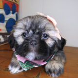 Peony Shih Tzu 02