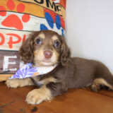Periwinkle Dachshund 03