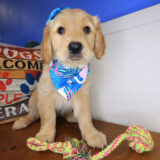 Petra Golden Retriever 01