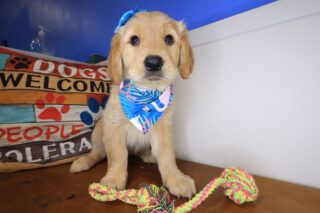 Petra Golden Retriever 01