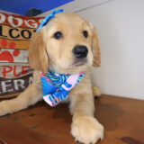 Petra Golden Retriever 02
