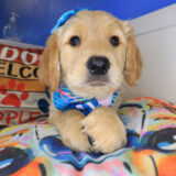 Petra Golden Retriever 03