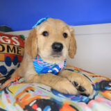 Petra Golden Retriever 04