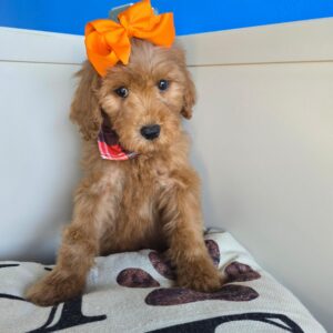Phantom Goldendoodle 0
