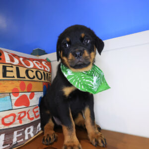 Pippin Rottweiler 01