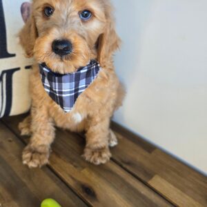 Raphael Goldendoodle 01