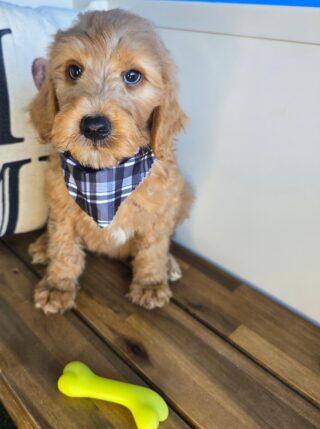 Raphael Goldendoodle 01