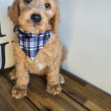 Raphael Goldendoodle 02