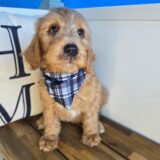 Raphael Goldendoodle 03