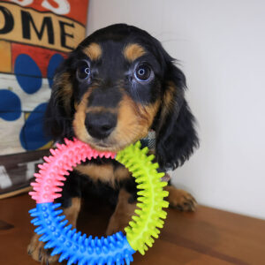 Rigatoni Dachshund 01