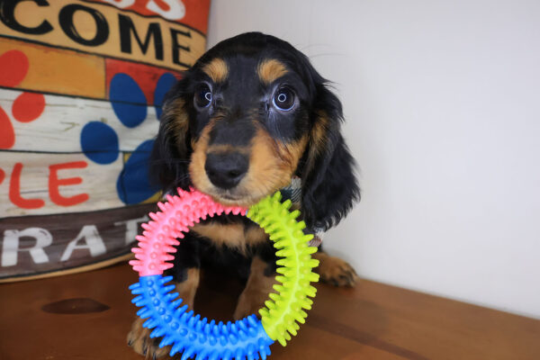 Rigatoni Dachshund 01