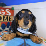 Rigatoni Dachshund 02