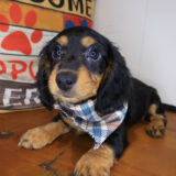 Rigatoni Dachshund 04