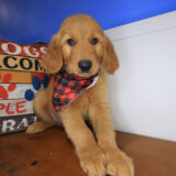 Rio Golden Retriever 01