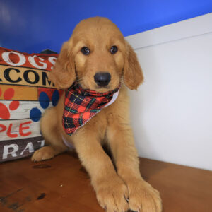 Rio Golden Retriever 01