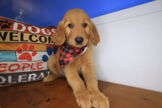 Rio Golden Retriever 01