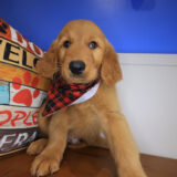 Rio Golden Retriever 03